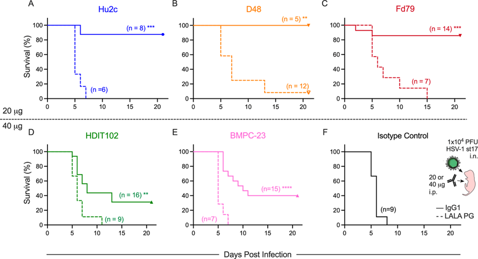 Antibodies-targeting