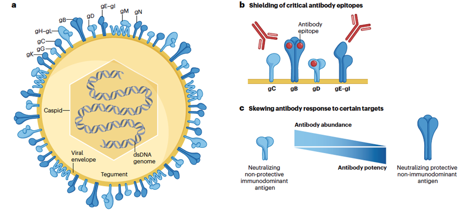 Human-herpesvirus